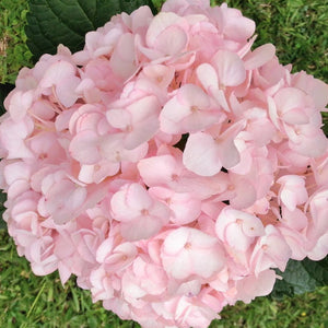 Flower Seeds, Seeds,Seeds For Planting,Plant Seeds