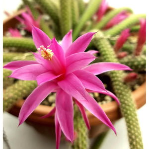 Flower Seeds, Seeds,Seeds For Planting,Plant Seeds