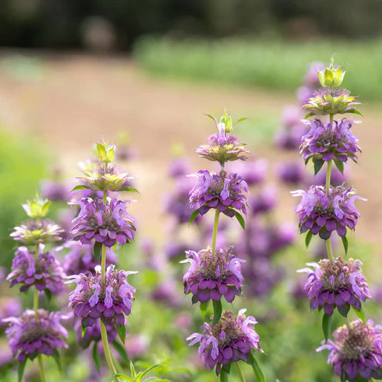 Violet Lemon Bee Flower Seeds for Planting – Heirloom, Non-GMO, High Germination Organic Garden Seeds