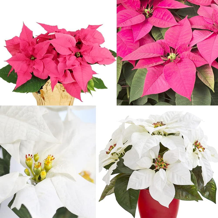 Flower Seeds, Seeds,Seeds For Planting,Plant Seeds