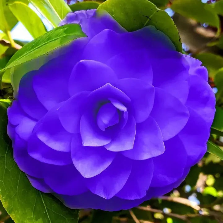 Blue Camellia Flower Seeds for Planting – Heirloom, Non-GMO, High Germination Organic Garden Seeds