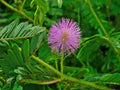 Purple Mimosa Pudica Flower Seeds for Planting – Cut Flower Favorite Heirloom, Non-GMO, High Germination Garden Seeds