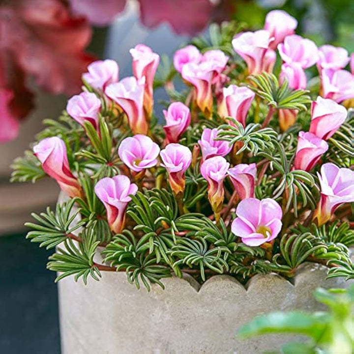 Flower Seeds, Seeds,Seeds For Planting,Plant Seeds