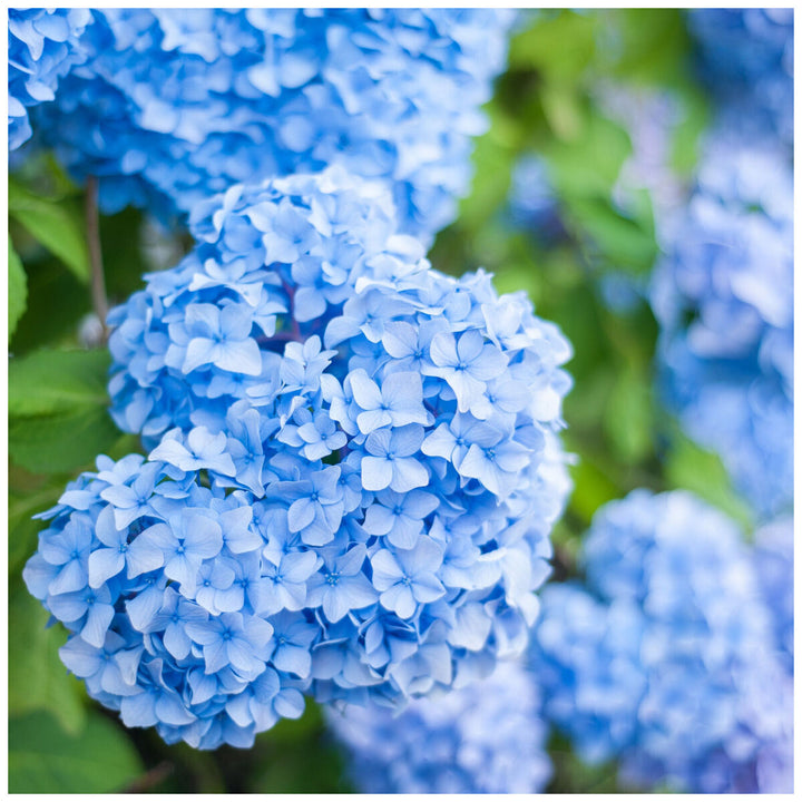 Flower Seeds, Seeds,Seeds For Planting,Plant Seeds