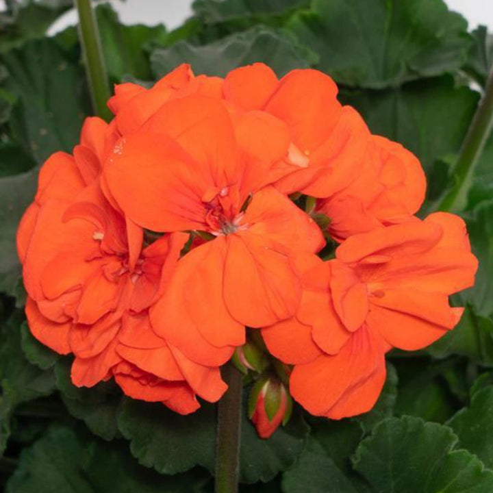 Flower Seeds, Seeds,Seeds For Planting,Plant Seeds