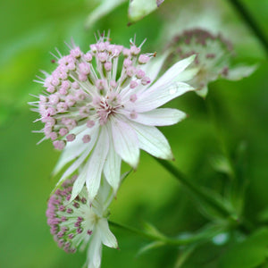 Flower Seeds, Seeds,Seeds For Planting,Plant Seeds