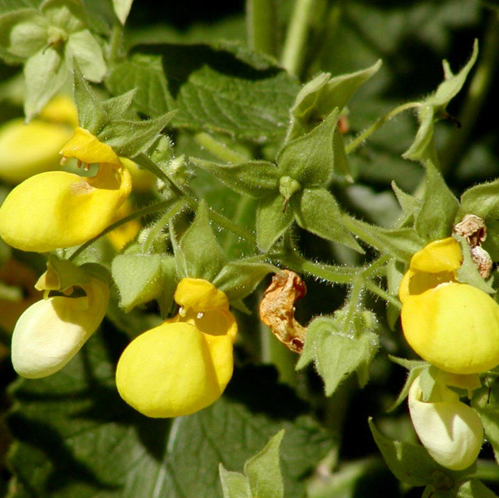 Flower Seeds, Seeds,Seeds For Planting,Plant Seeds