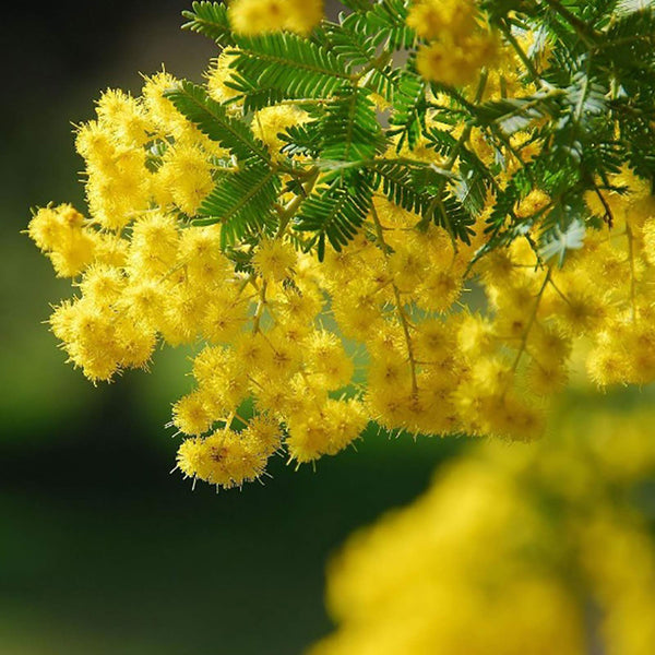 Flower Seeds, Seeds,Seeds For Planting,Plant Seeds