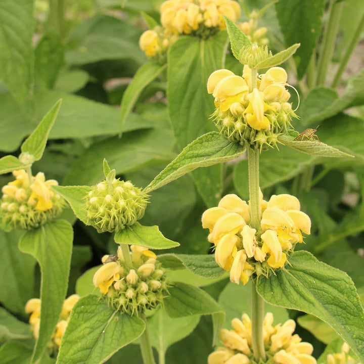 Flower Seeds, Seeds,Seeds For Planting,Plant Seeds
