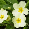 Light Yellow Primula Malacoides Flower Seeds for Planting – Heirloom, Non-GMO Border-Perfect Organic Garden Seeds