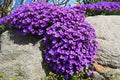 Purple Cascading Flower Seeds for Planting – Heirloom, Non-GMO, High Germination Organic Garden Seeds