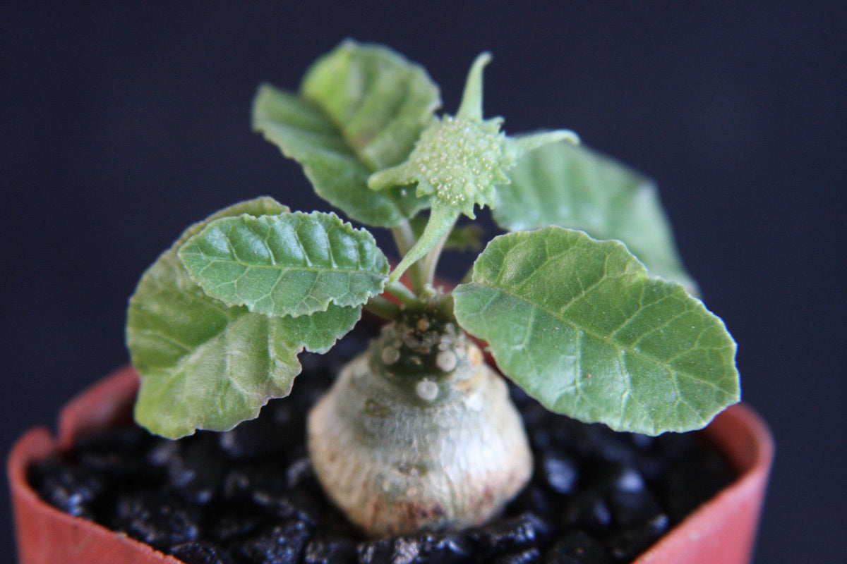 Green Dorstenia Foetida Herb Seeds for Planting – Heirloom, Non-GMO, Organic Garden Seeds with High Germination