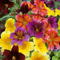 Mixed Salpiglossis Flower Seeds for Planting – Heirloom, Non-GMO, High Germination Organic Garden Seeds