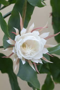 White Epiphyllum Oxypetalum Seeds – Heirloom, Non-GMO, Cottage Garden Essential