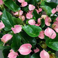 Baby Pink Anthurium Flower Seeds for Planting – Cottage Garden Essential, Heirloom, Non-GMO, Organic Garden Seeds