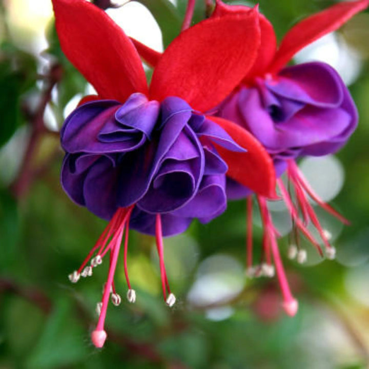 Flower Seeds, Seeds,Seeds For Planting,Plant Seeds