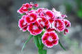 Pink White Dianthus Flower Seeds for Planting – Heirloom, Non-GMO Pollinator-Friendly Organic Garden Seeds