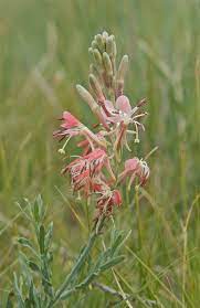 Red Gaura Flower Seeds for Planting – Hardy Perennial Blooms for Garden Beds & Borders