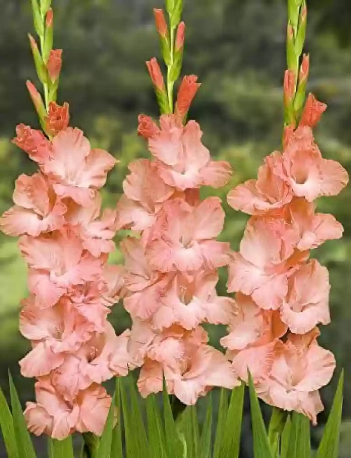 Pink Gladiolus Hybridus Flower Seeds for Planting – Heirloom, Non-GMO, High Germination Organic Garden Seeds