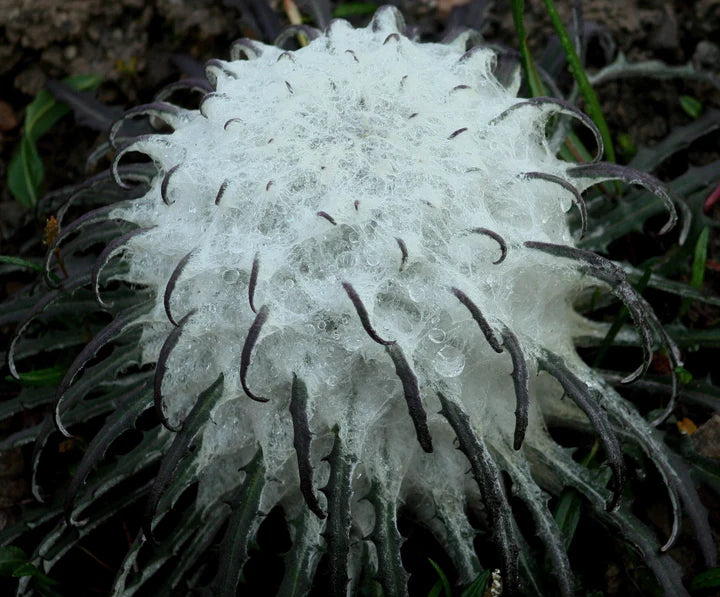 Saussurea Flower Seeds for Planting – Heirloom, Non-GMO, High Germination Premium Garden Seeds