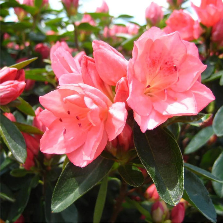 Flower Seeds, Seeds,Seeds For Planting,Plant Seeds