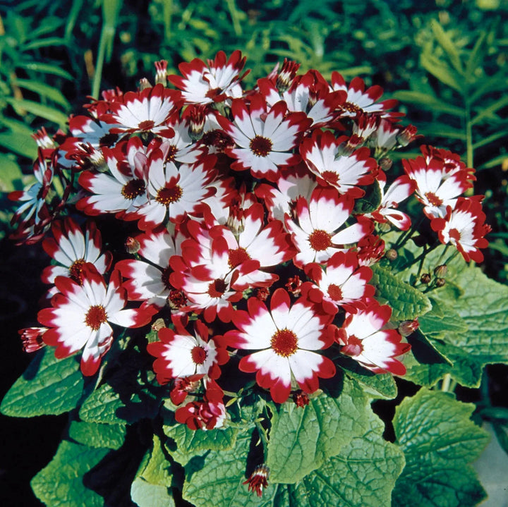 Flower Seeds, Seeds,Seeds For Planting,Plant Seeds