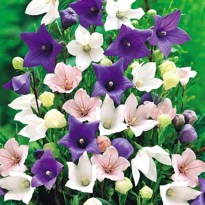 Flower Seeds, Seeds,Seeds For Planting,Plant Seeds