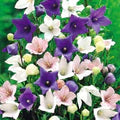 Mixed Balloon Flower Seeds for Planting – Seasonal Bloomer, Heirloom, Non-GMO, High Germination Organic Garden Seeds