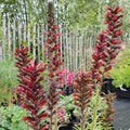 Red Amoenum Flower Seeds for Planting – Vibrant Colors, Heirloom, Non-GMO, High Germination Organic Garden Seeds