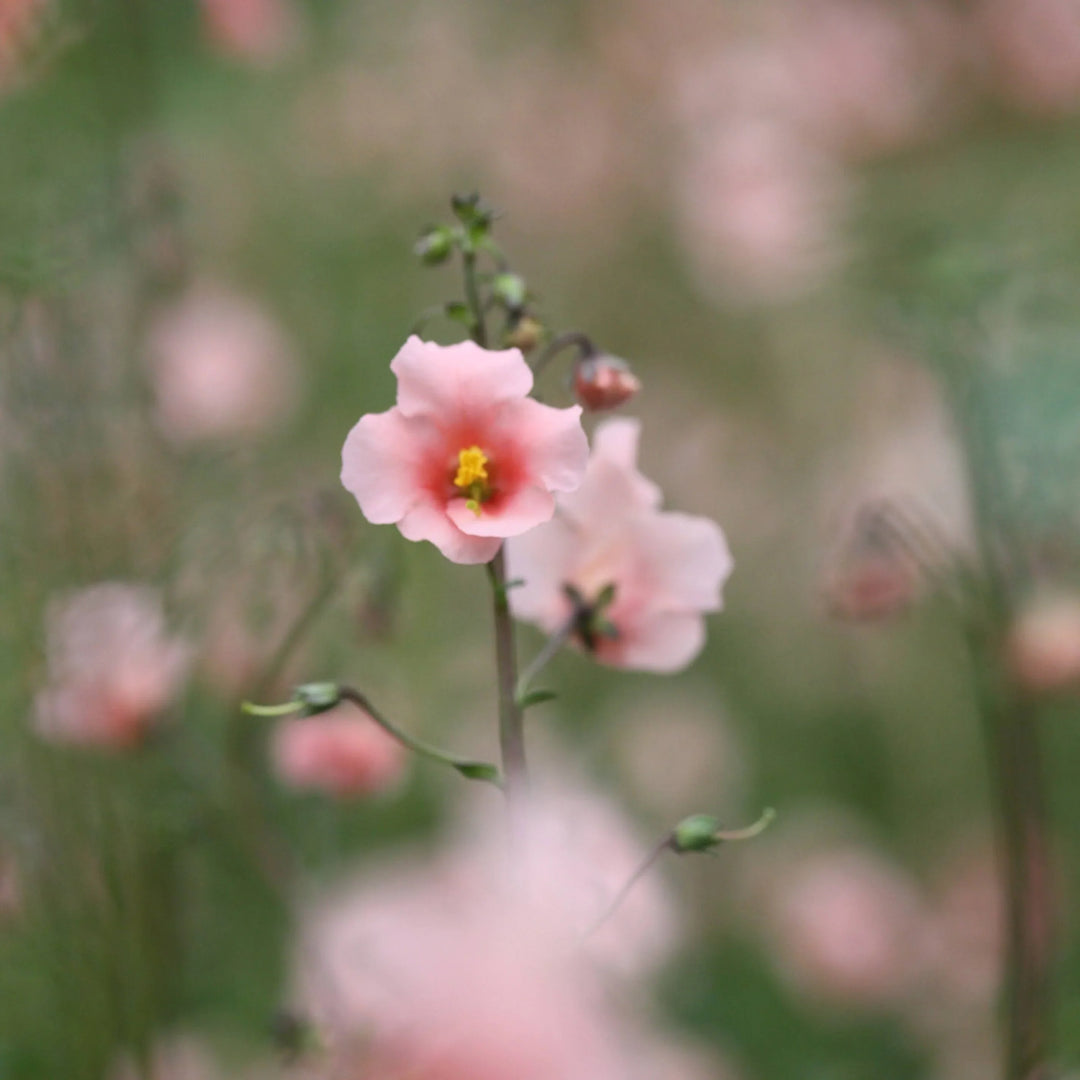 Flower Seeds, Seeds,Seeds For Planting,Plant Seeds