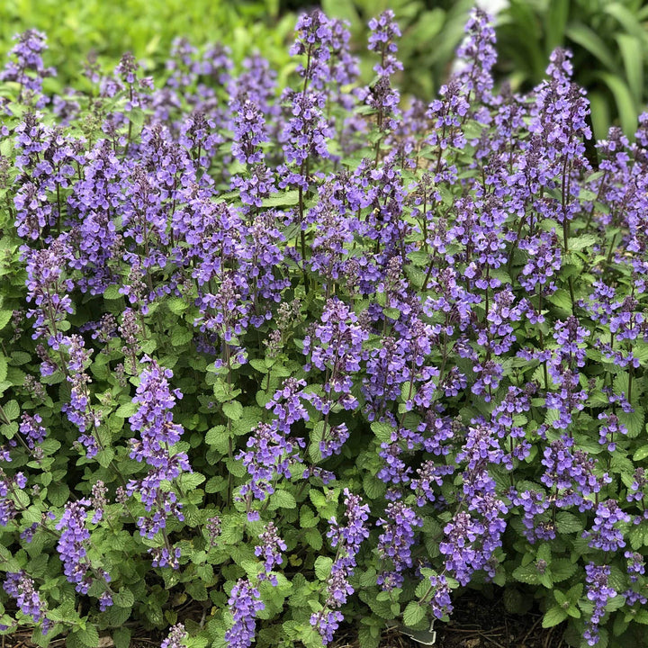 Flower Seeds, Seeds,Seeds For Planting,Plant Seeds