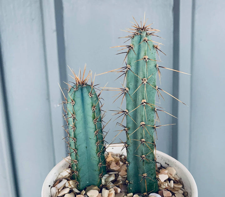 Blue Hankeanus Plant Seeds for Planting – Heirloom, Non-GMO, High Germination Organic Garden Seeds