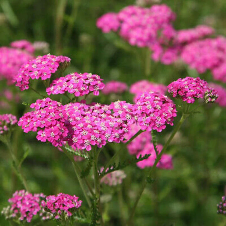 Flower Seeds, Seeds,Seeds For Planting,Plant Seeds