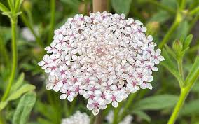 Flower Seeds, Seeds,Seeds For Planting,Plant Seeds