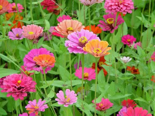 Single Petal Zinnia Mix Flower Seeds for Planting – Heirloom, Non-GMO, High Germination Garden Seeds
