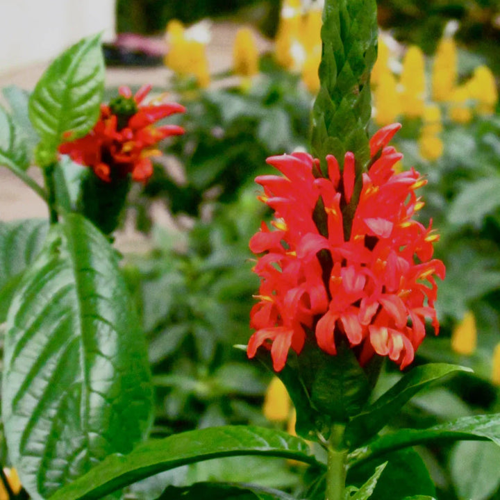 Flower Seeds, Seeds,Seeds For Planting,Plant Seeds