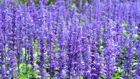 Light Violet Antirrhinum Flower Seeds for Planting – Heirloom, Non-GMO, High Germination Organic Garden Seeds