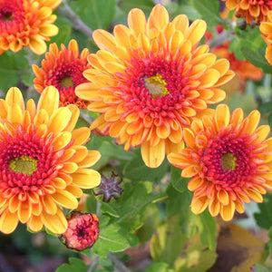 Flower Seeds, Seeds,Seeds For Planting,Plant Seeds