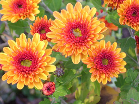 Flower Seeds, Seeds,Seeds For Planting,Plant Seeds
