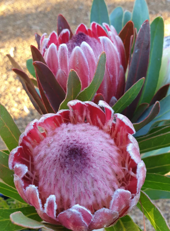 Pink Protea Flower Seeds for Planting – Heirloom, Non-GMO, High Germination Organic Garden Seeds