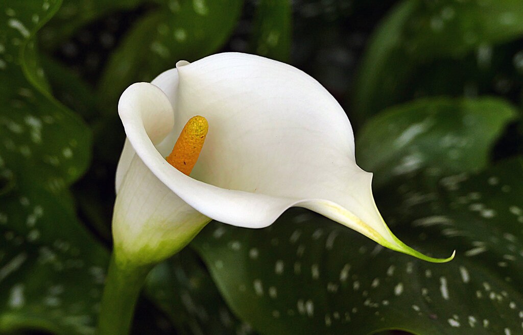 White Zantedeschia Aethiopica Flower Seeds for Planting – Heirloom, Non-GMO, High Germination Organic Garden Seeds