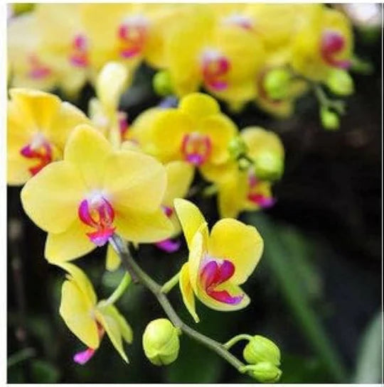 Yellow Phalaenopsis Orchid Flower Seeds for Planting – Heirloom, Non-GMO, Fragrant Organic Garden Seeds