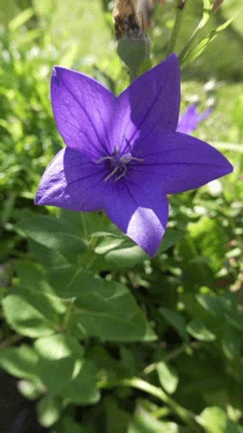 Violet Grandiflorus Flower Seeds for Planting – Heirloom Non-GMO, High Germination Organic Garden Seeds