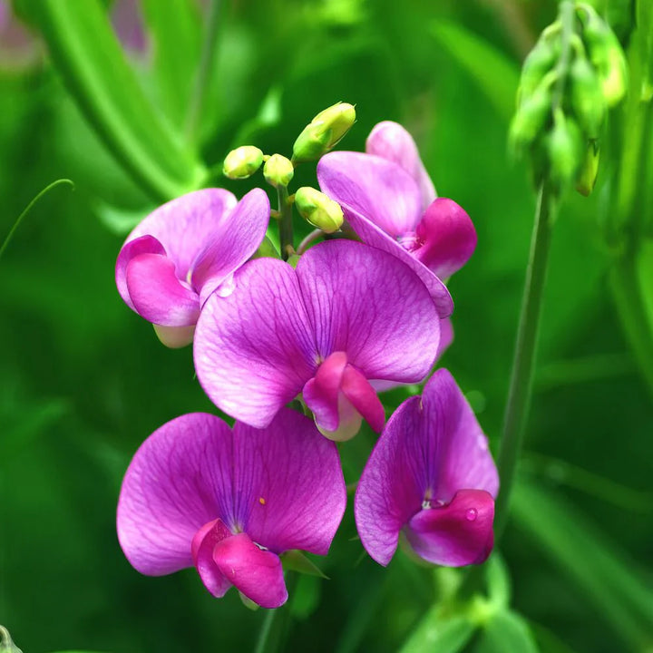 Flower Seeds, Seeds,Seeds For Planting,Plant Seeds