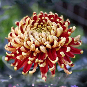 Flower Seeds, Seeds,Seeds For Planting,Plant Seeds