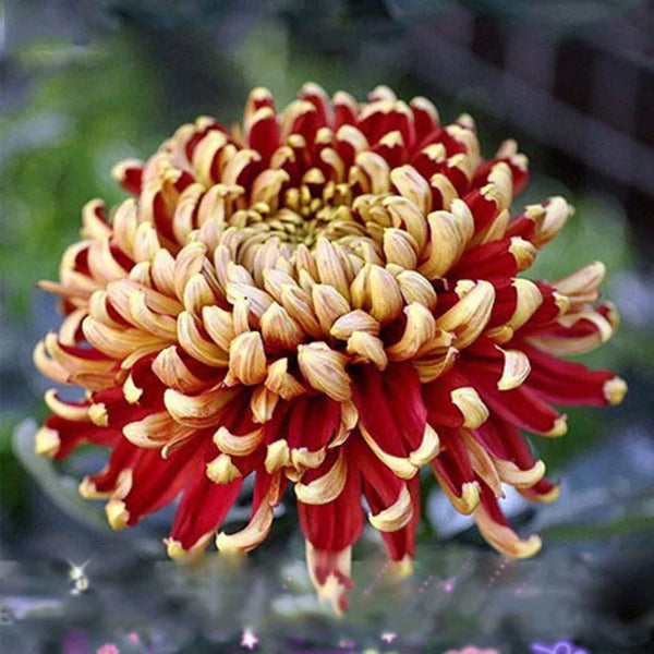 Flower Seeds, Seeds,Seeds For Planting,Plant Seeds