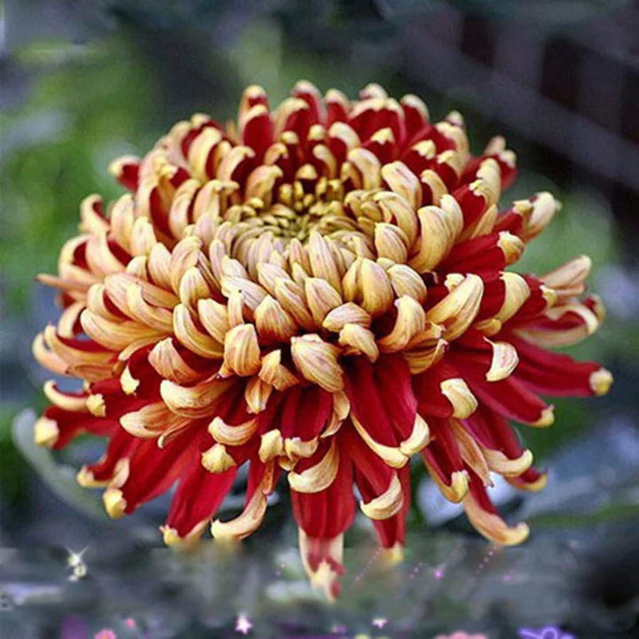 Flower Seeds, Seeds,Seeds For Planting,Plant Seeds