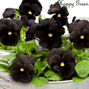 Flower Seeds, Seeds,Seeds For Planting,Plant Seeds