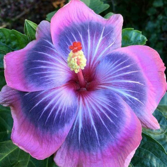 Flower Seeds, Seeds,Seeds For Planting,Plant Seeds