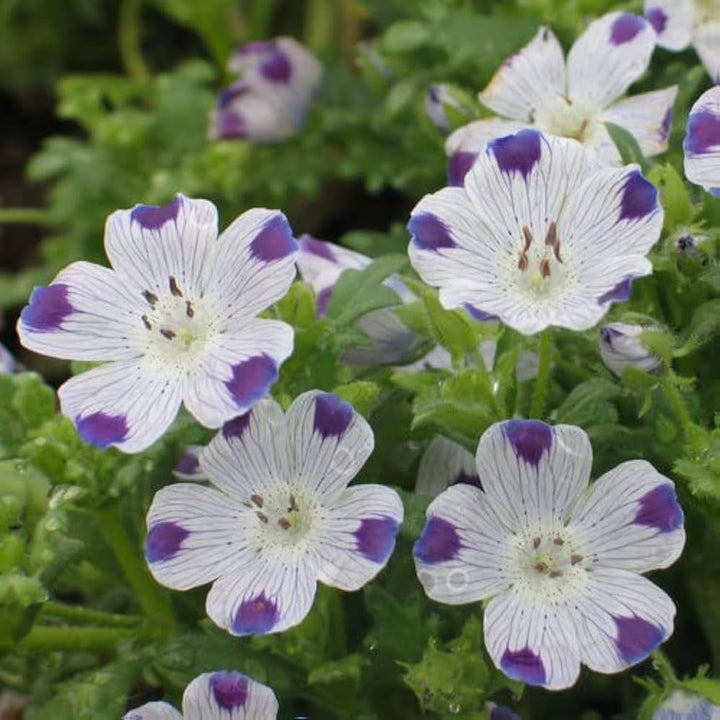 Flower Seeds, Seeds,Seeds For Planting,Plant Seeds